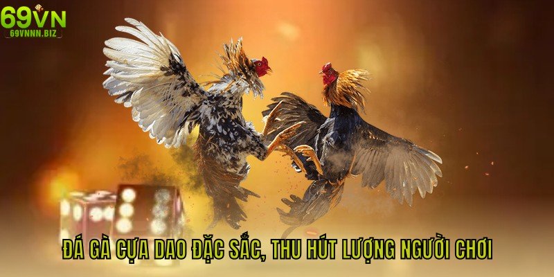 Đá gà cựa dao đặc sắc, thu hút lượng người chơi đông đảo