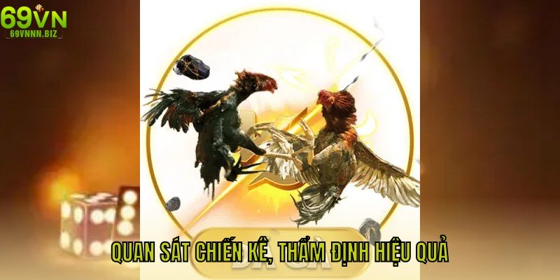 Quan sát chiến kê, thẩm định hiệu quả